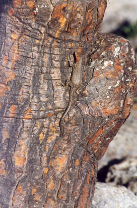 Lava
Lizard hiding on a tree.