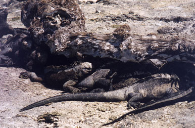 Iguanas and in sun