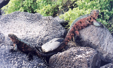 Push-pull iguanas