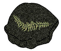 rock with fern fossil