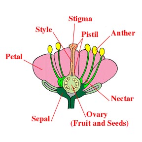 Parts of a Blossom