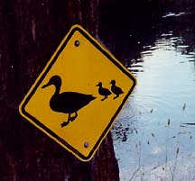 Duck sign jpeg